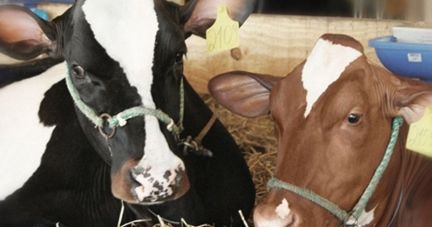 Bem-estar animal amplia caminho de sucesso da atividade leiteira