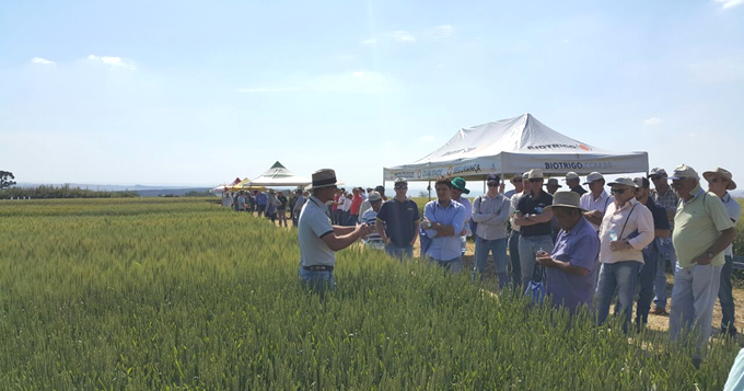 Frísia e Castrolanda promoveram dia de campo sobre mercado e tecnologias do trigo