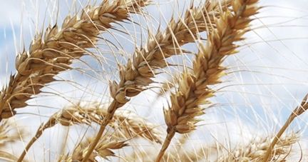 Produtor e cooperativa comemoram bons índices da safra de trigo