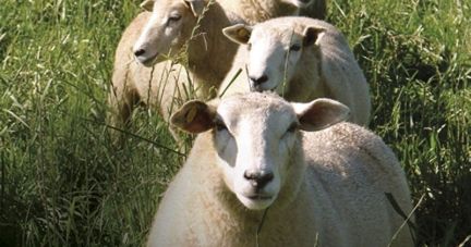 Cooperativa e produtores articulados por uma ovinocultura de resultados