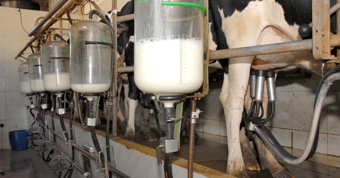 Ranking: Paraná é o segundo maior produtor de leite do País