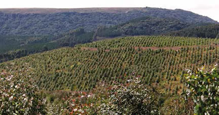 Apostando na “poupança verde” adicionar a produção de madeira à agricultura e pecuária