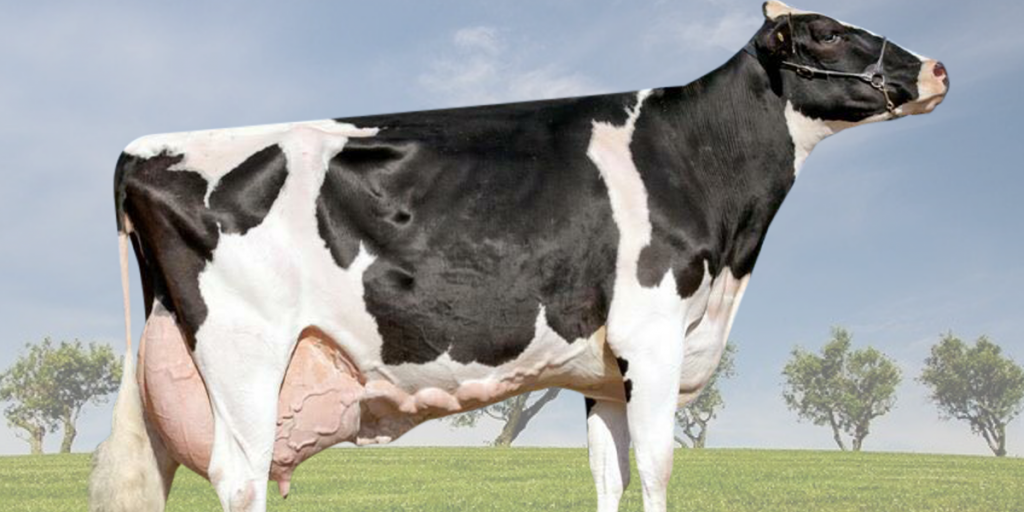 Vaca paranaense com 190 mil litros de leite é premiada