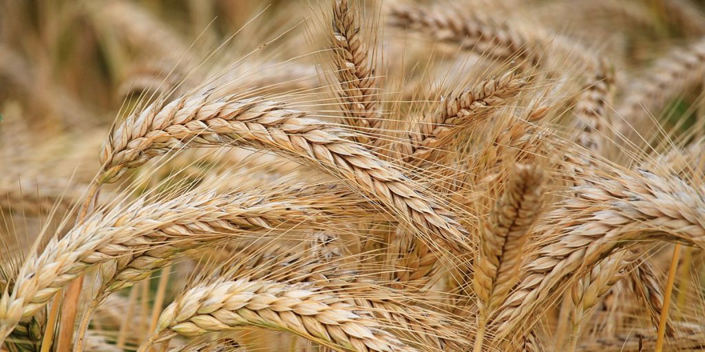 Produção de grãos deve crescer 27% na próxima década