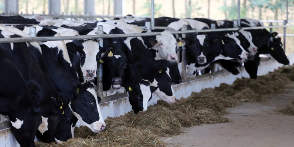 Produtores de leite da Castrolanda estão entre os 50 maiores do país