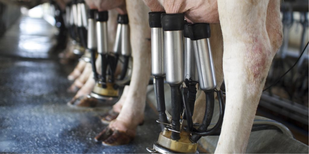 Tecnologia x aumento da qualidade e produção leiteira na Cooperativa Castrolanda